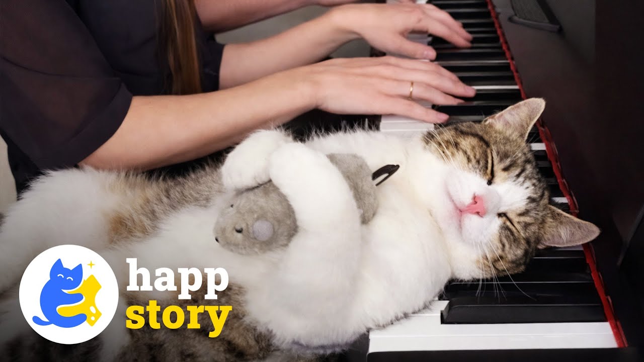 Познакомьтесь с котом Златко, который слушает фортепиано как искусствовед 🎼😹 | HAPP