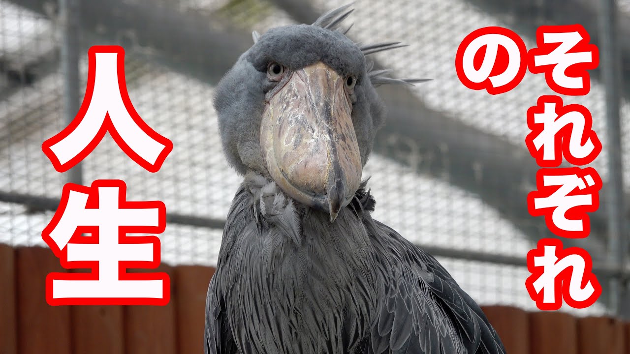 【いろいろだなぁ】ハシビロコウふたばちゃんといろんな鳥たちの人生(鳥生)【夏のふたば2025-15】Futaba, Shoebill  summer 2025-15　掛川花鳥園