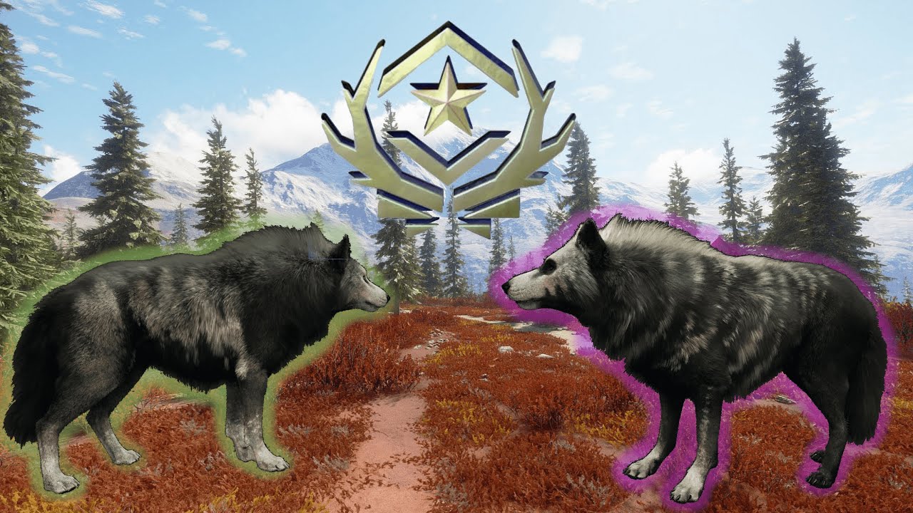 TWO Great One Gray Wolves on Yukon Valley | theHunter Call of the Wild
