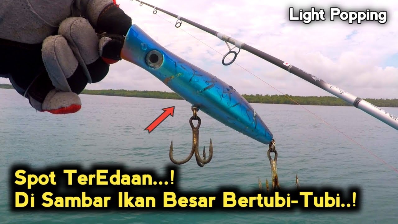 Top Water Popper Halco Roosta || Bobara PE 2-3 Ft Shimano Saragosa SW5000XG || Light Popping