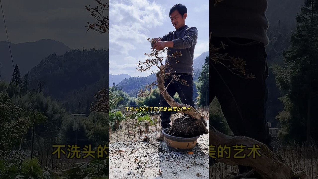 搞回来的东西，恐怕够我张造一年了！#盆景 #我的乡村生活