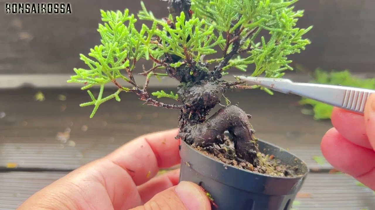【SNP】チョンマゲ要らん #盆栽 #bonsai