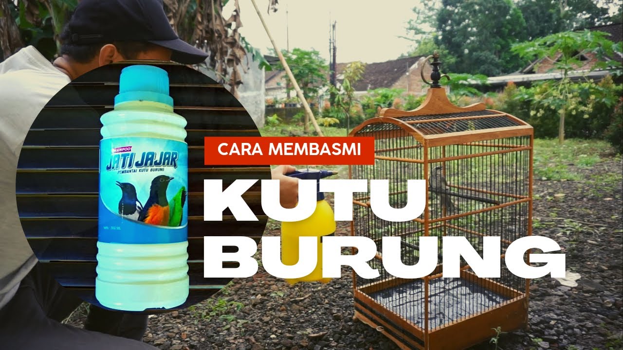 Cara Mengatasi Kutu Burung dengan Shampoo Jatijajar