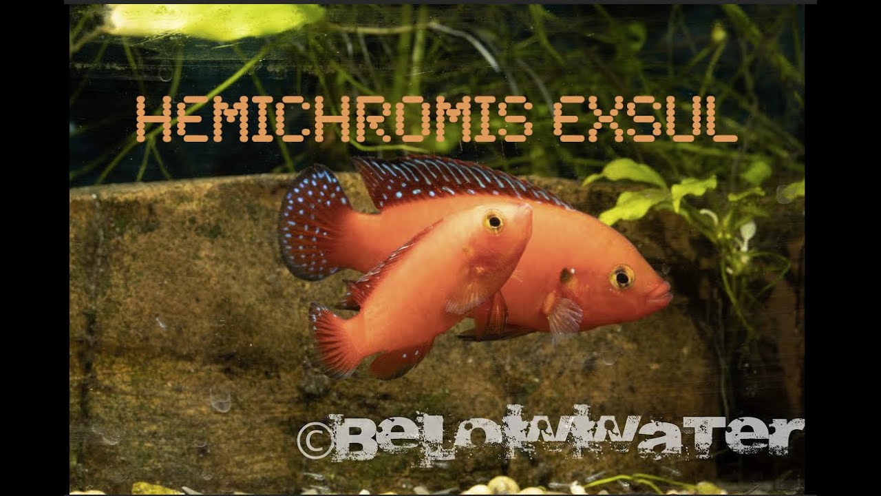 HEMICHROMIS EXSUL ! - a unique  jewel cichlid from Lake Turkana, Profile 1