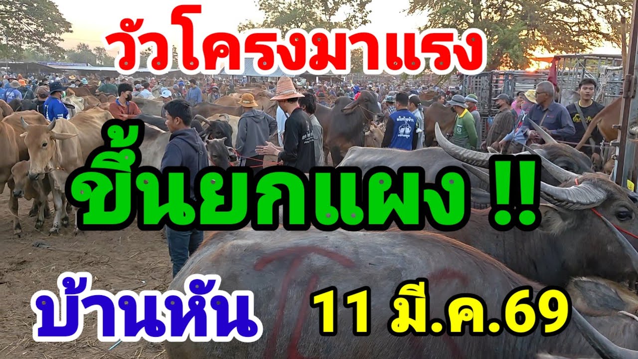 สัญญาณดีแนวโน้มราคาขึ้นยกแผง  วัวโครงราคาพุ่งอันดับ 1
