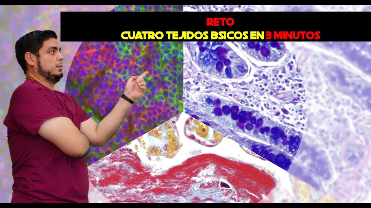Cuatro tejidos b&aacute;sicos en menos de 5 minutos