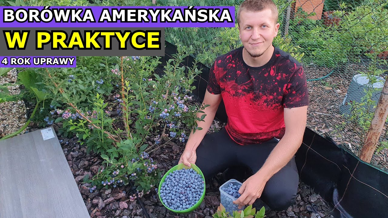 Uprawa w PRAKTYCE | Borówka amerykańska 4 rok uprawy
