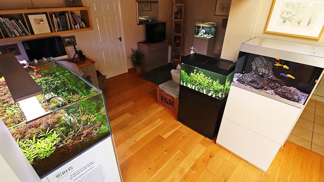 ALL OF MY AQUARIUMS (and more to come!)
