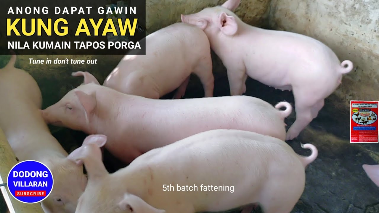 Anong dapat gawin kung ayaw nila kumain tapos Porga l dodong villaran l Vlog 243