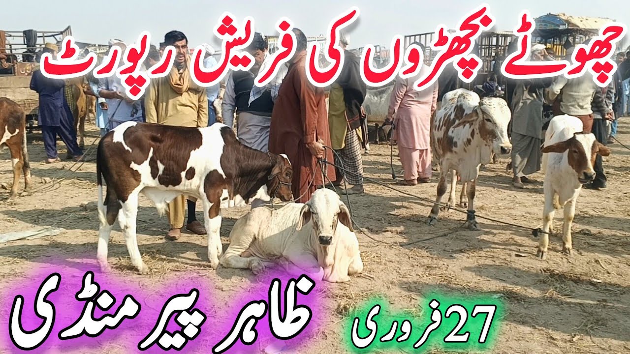 Zahir Pir Cow Mandi lasted update | Chote Zero Size khubsurat Ablak Nukra Gulabi Barhman Bachre 2026