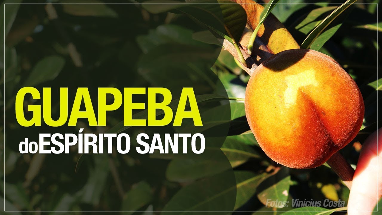 Fruta (quase) desconhecida: Guapeba do Espírito Santo