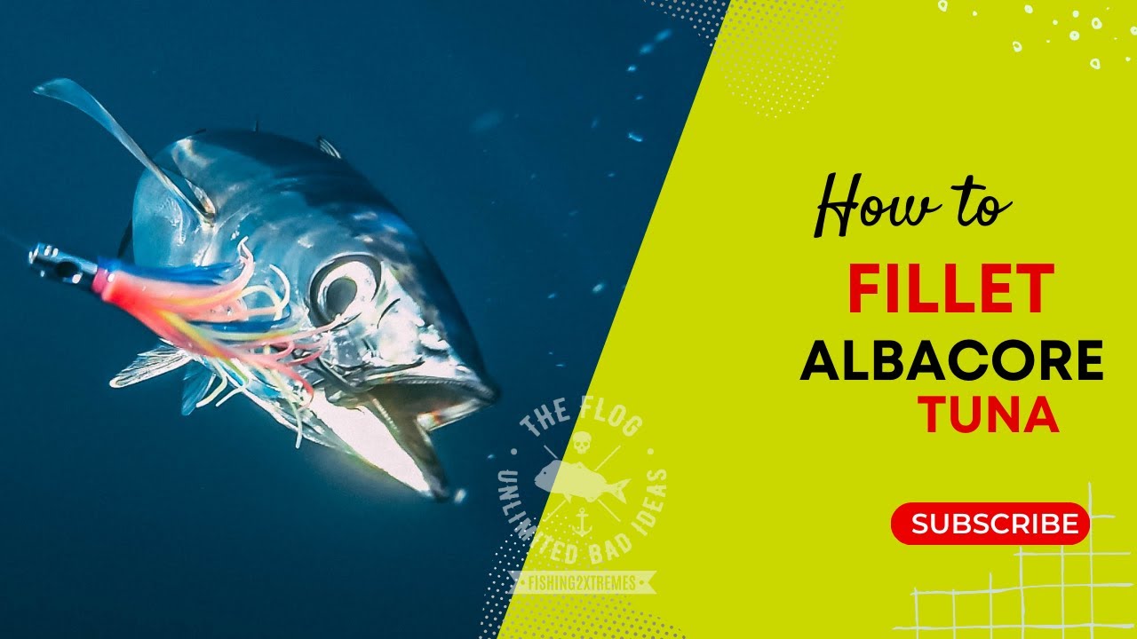 How to Fillet Albacore Tuna Toro