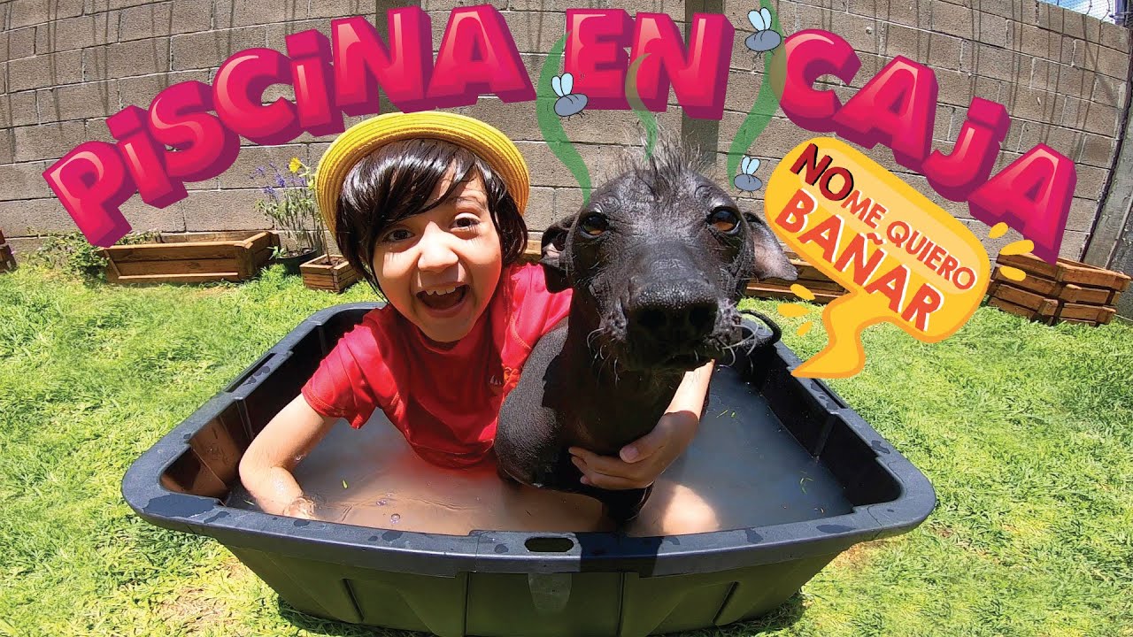Construyo mi PISCINA con una CAJA y Baño a mi PERRO