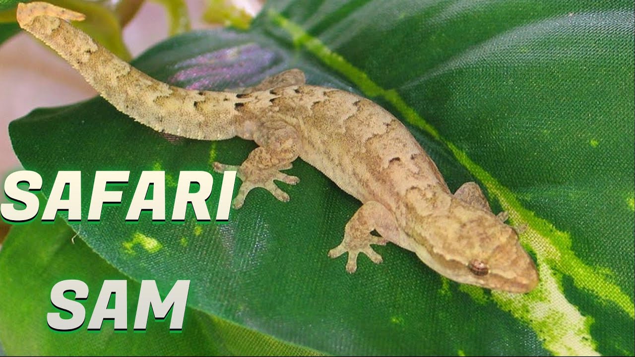 We Got a CUSTOM Enclosure for our Newest Lizards! - Yellow-Bellied Mourning Geckos with Safari Sam