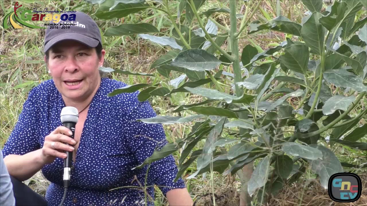 Alcaldía Garagoa, Proyecto aguacate hass