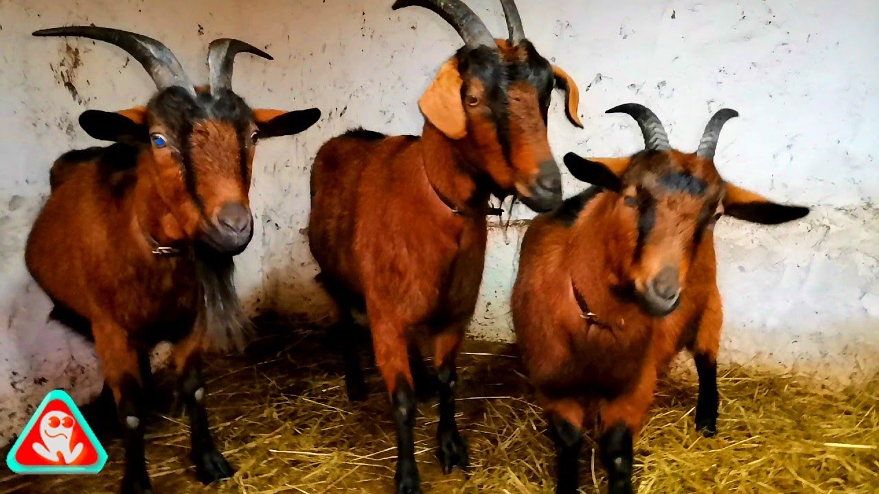 Capre Alpină Franceză în a 12-a lună de lactație..