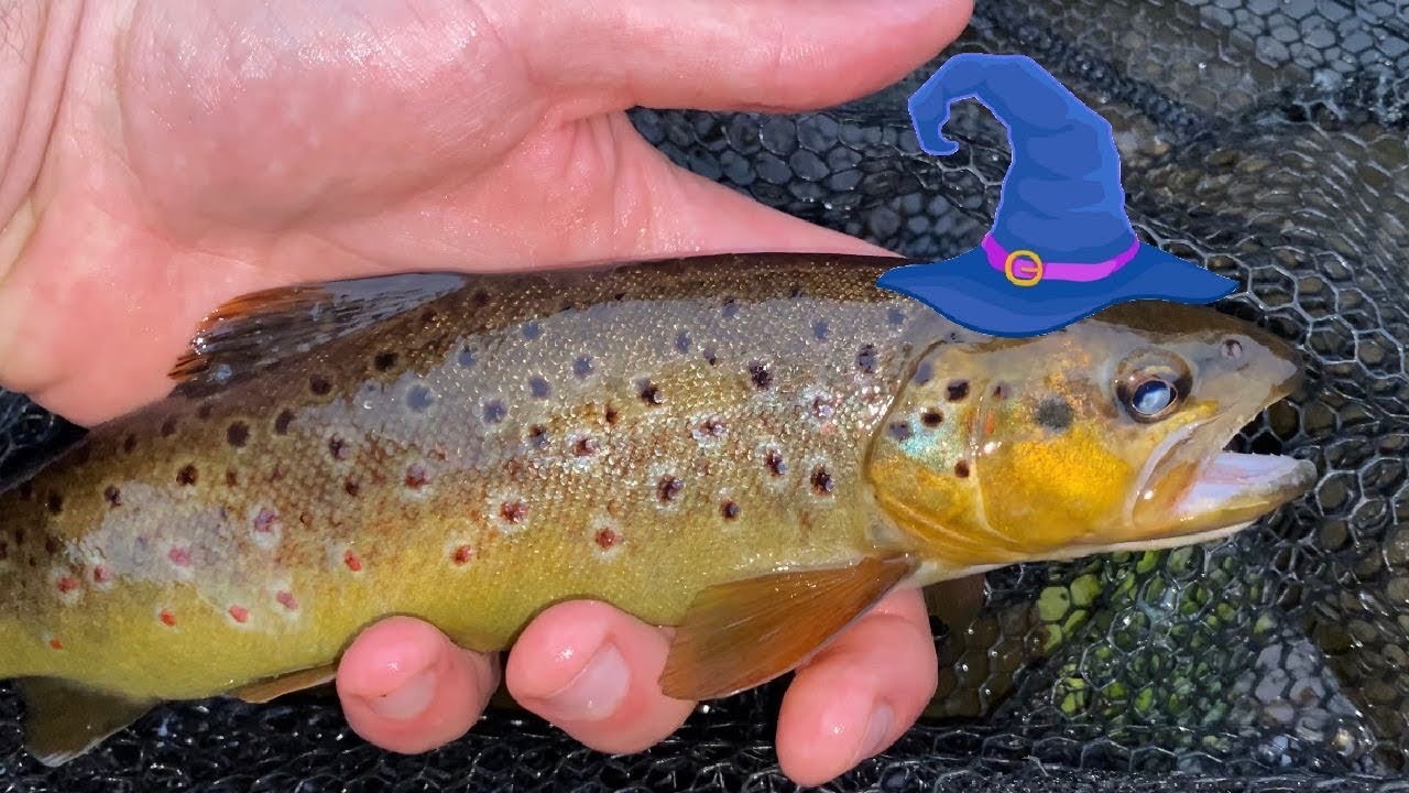 Magic of the humble Brown Trout