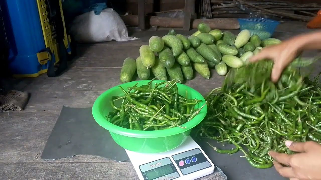 KETEMPAT BAPAK MELIHAT AKTIFITAS SERTA PANEN TIMUN DAN CABE KRITING