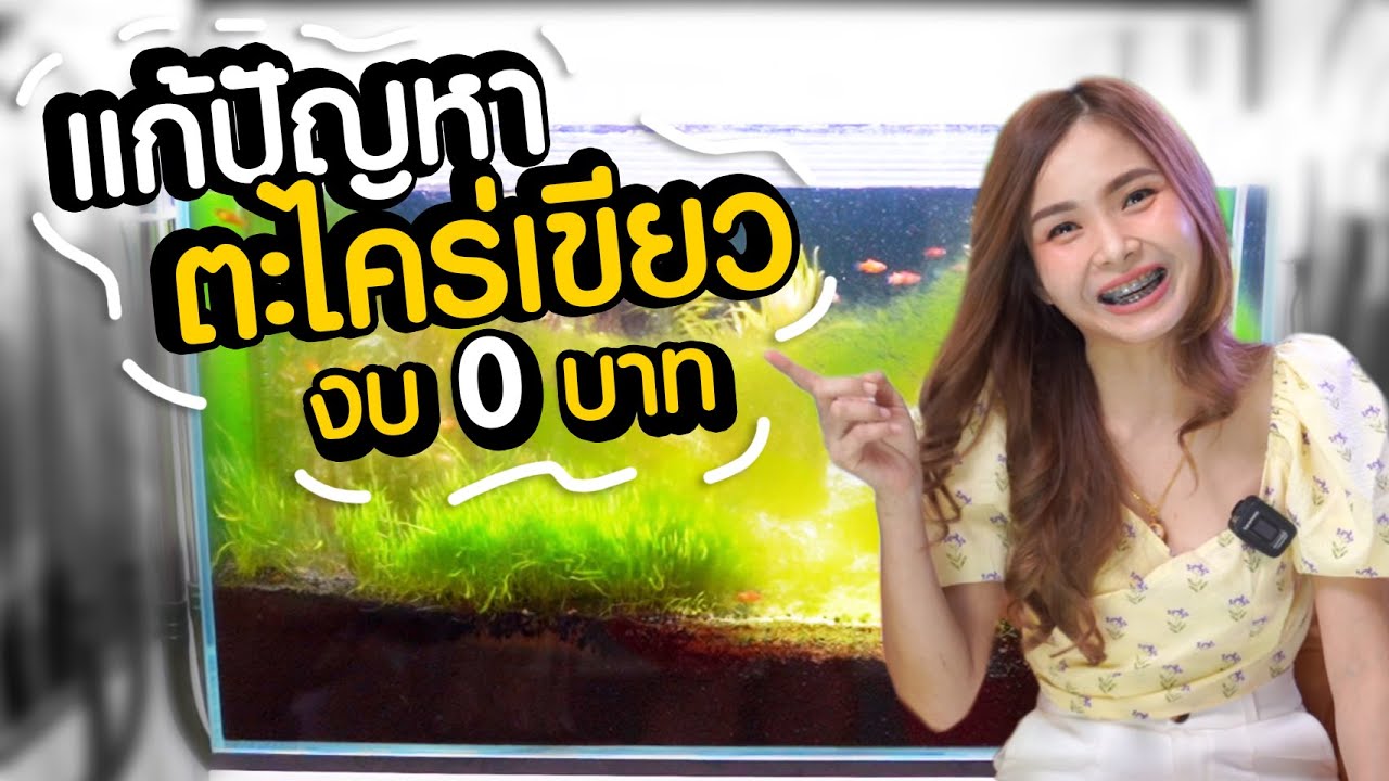 แก้ปัญหาตะไคร่เขียว เกาะเต็มกระจก ตู้ไม้น้ำ ด้วยงบ 0 บาท | MarangMod Channel