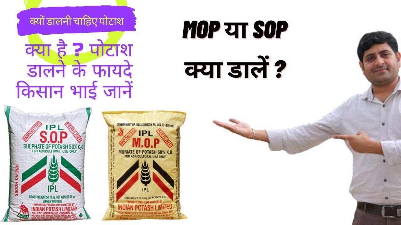 Potash Fertilizer 👉 What are the advantages and disadvantages of applying potash || Difference be...