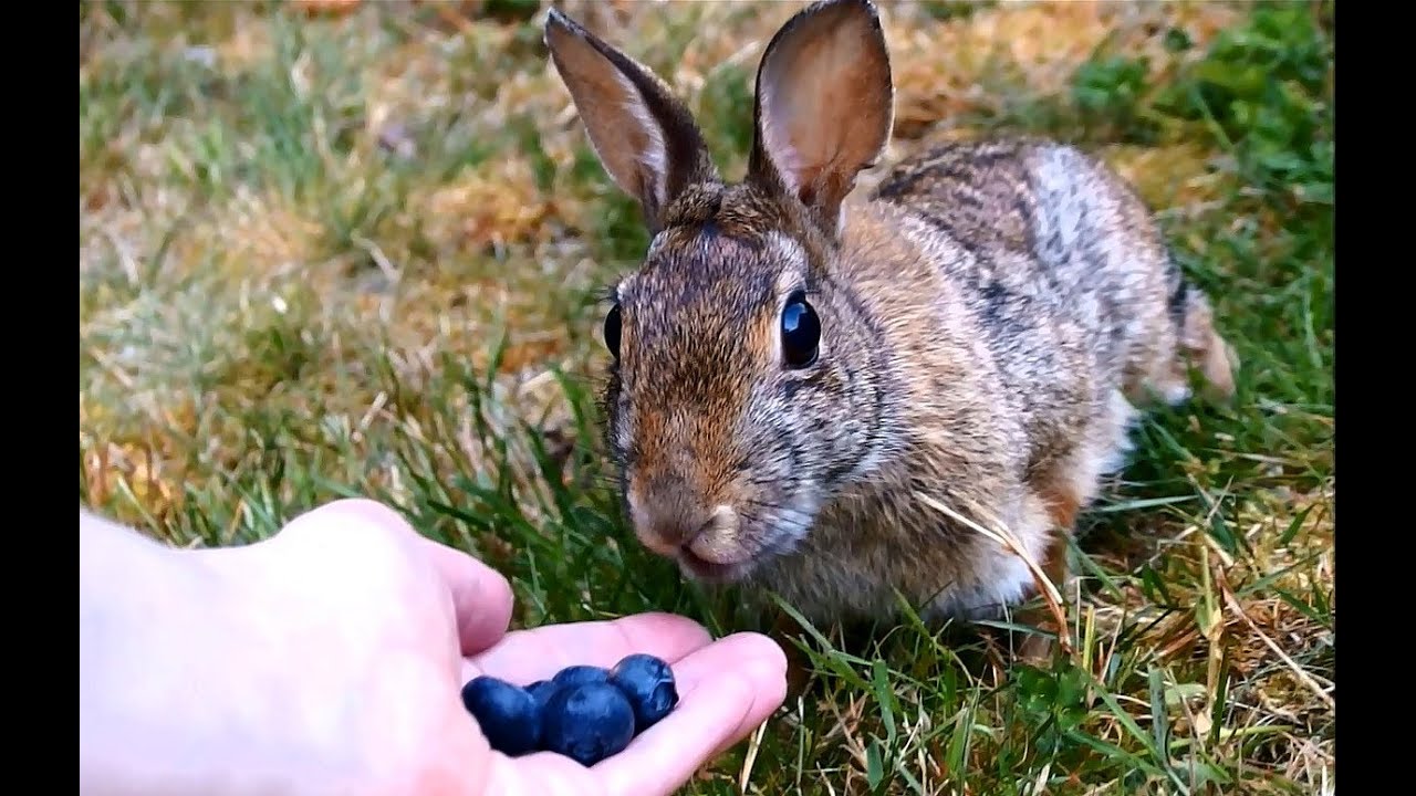 grandma Peanut takes blueberries from my hand on 3 legs then nibbles & grooms with portraits (pt 29)