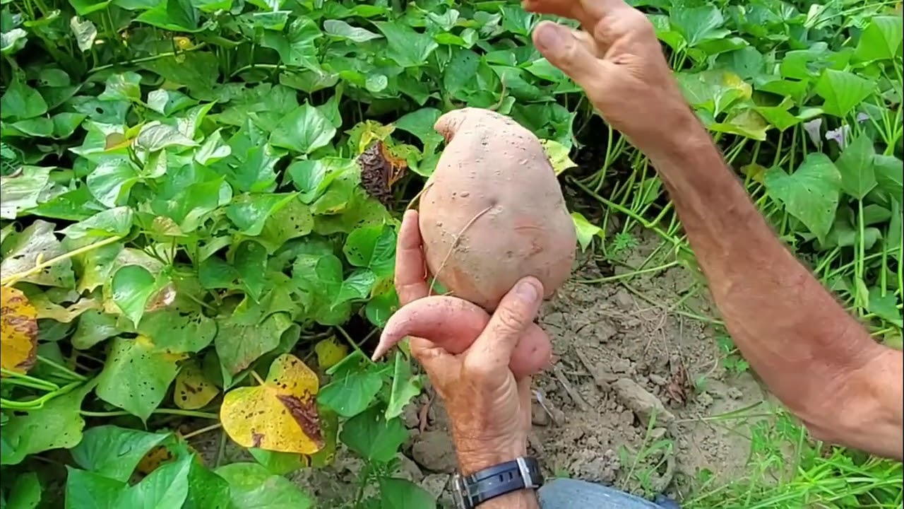 Feeding the COWS and Digging SWEET POTATOES