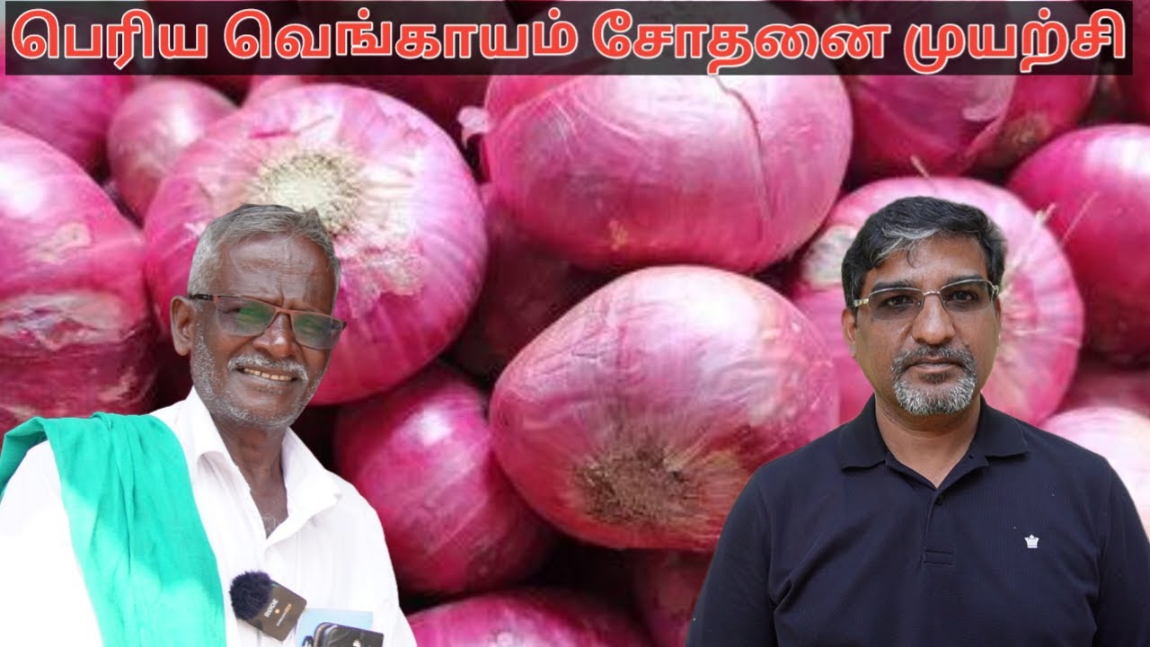 பெரிய வெங்காயம் சோதனை முயற்சி Update | பெரிய வெங்காயம் விவசாயம் |  Grotron | Farmagain