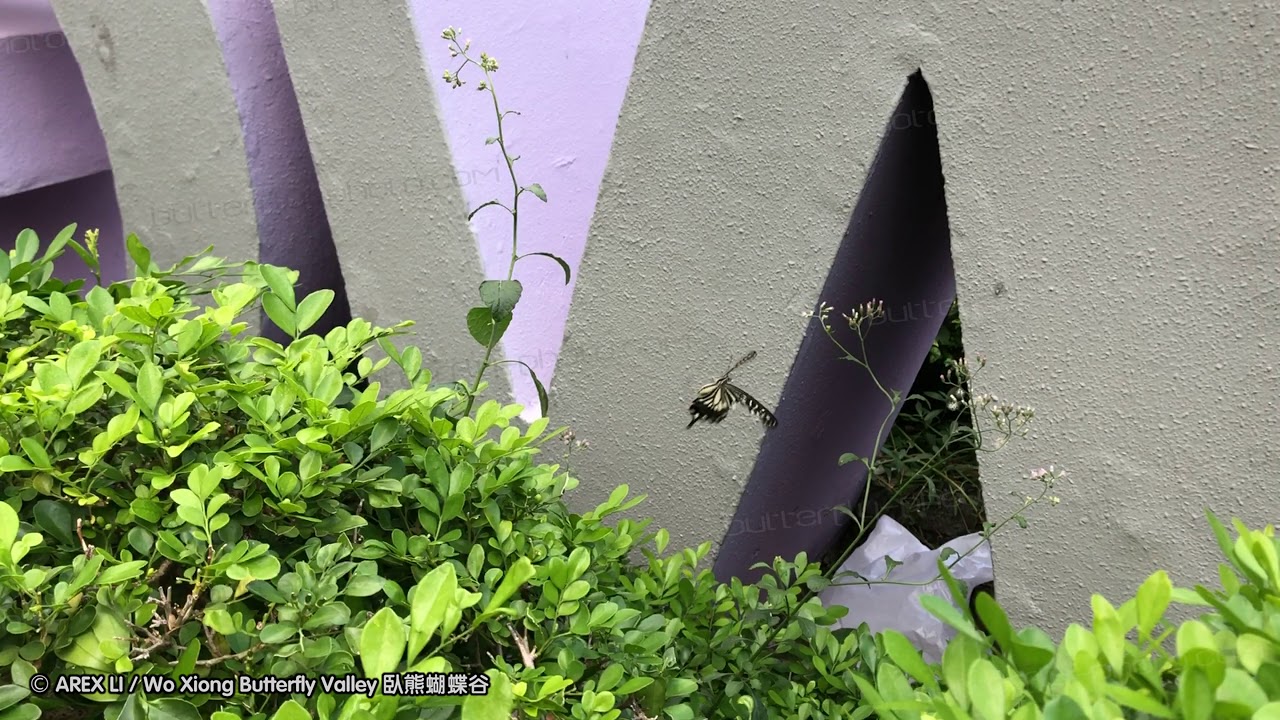 Papilio xuthus in the City 都市中的柑橘鳳蝶