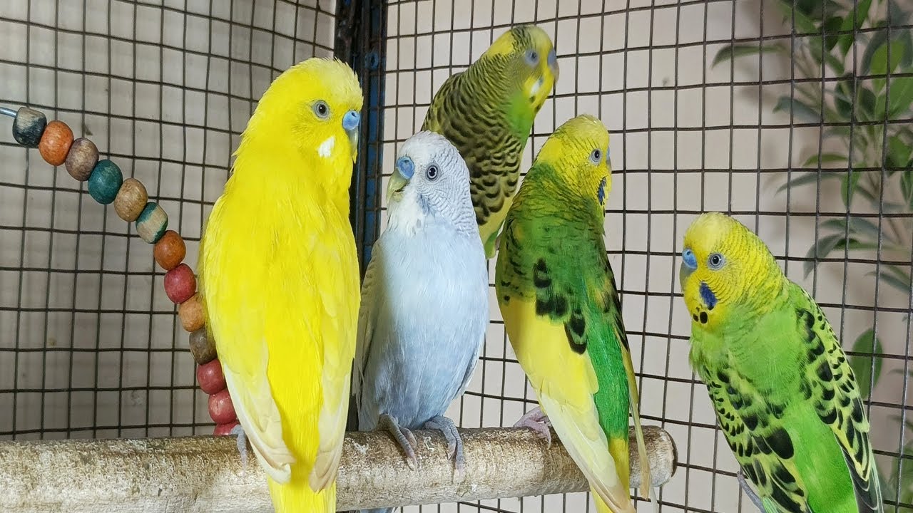 3 Hours of Happy Parakeet Sounds 🐦 | Relaxing Bird Chirping for Calm & Happiness