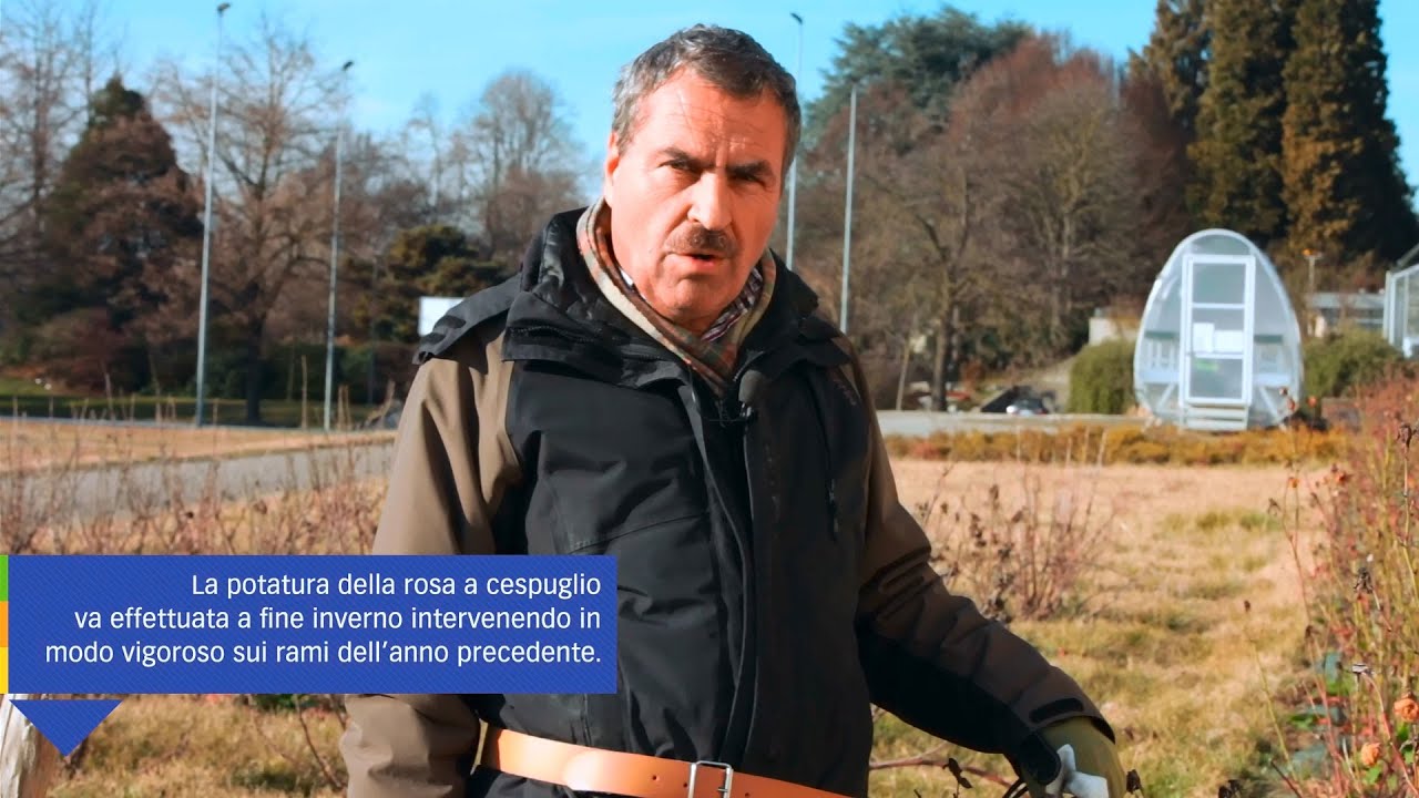 COME POTARE LA ROSA A CESPUGLIO &ndash; guida con consigli per la potatura