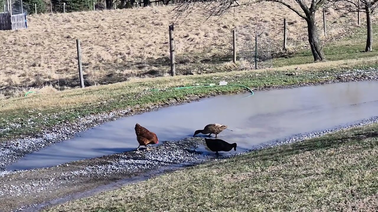 We have a duck pond...slash driveway