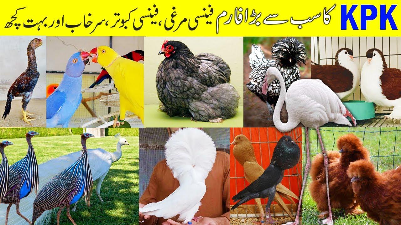 KPK Biggest and Most Beautiful Farm | Fancy hens | Fancy Pigeon | Big Parrots | Silkie hens Farm