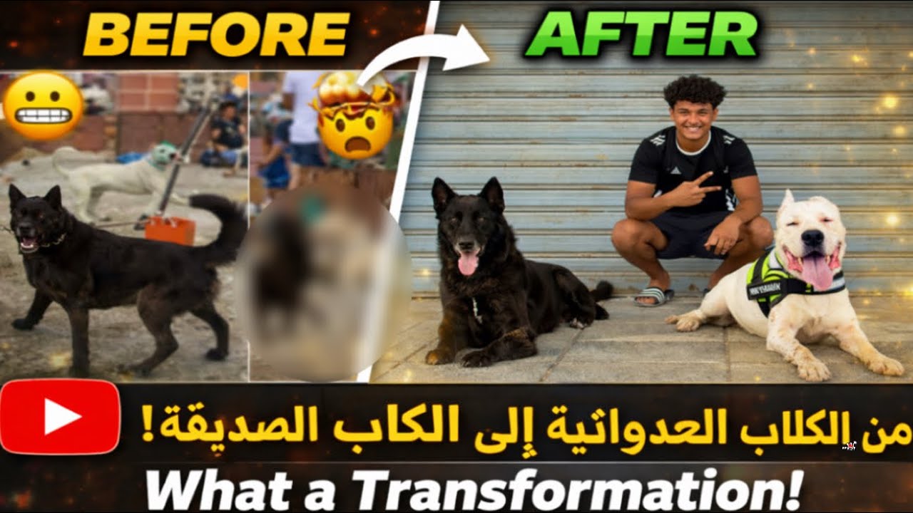 You Won't Believe This Dog😱Transformation BEFORE AFTERلن تصدقوا هذا التحول المذهل للكلب 😱 قبل وبعد 😊