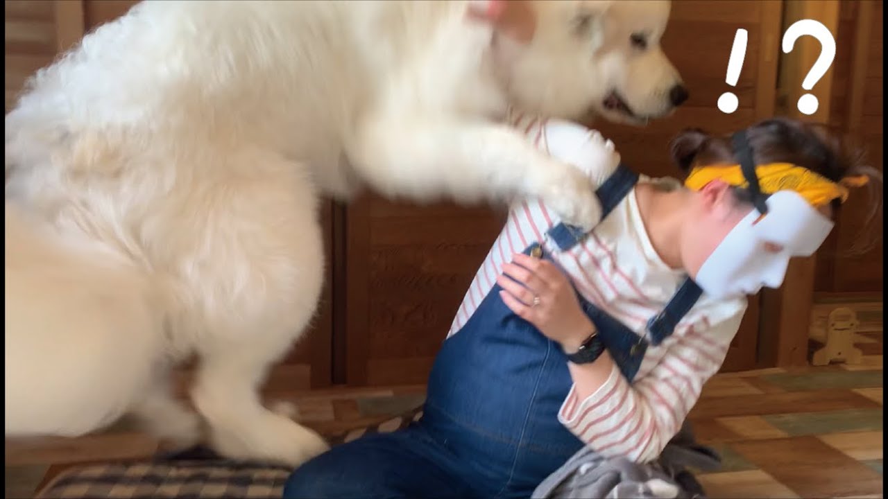 【可愛い】自分の寝床で変装したママが寝ていた時の子犬の反応が面白すぎた｜グレートピレニーズ