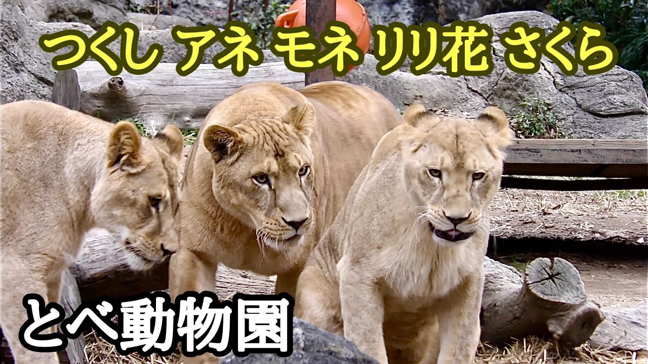 ライオン　つくし、アネ、モネ、リリ花、さくら　集まってすりすりしています【とべ動物園】Lion Tsukushi Ane Mone Ririka Sakura Tobe Zoo 