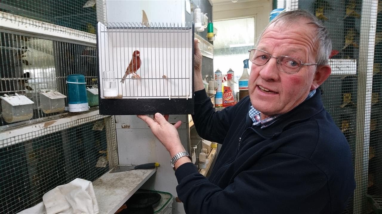 Vogelliefhebber uit Groenlo trots op wereldtitels met kleurkanaries