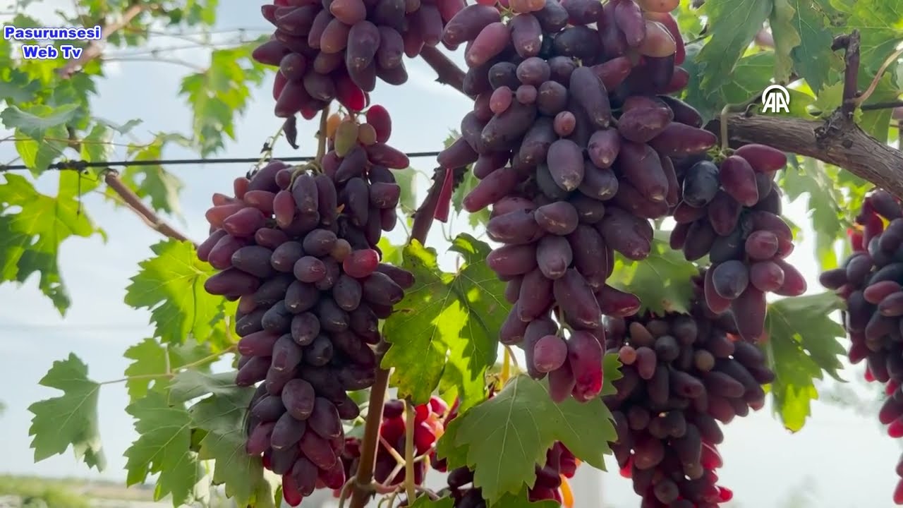 Yetiştirilen 50 yeni üzüm çeşidi tescil için gözlemlenecek