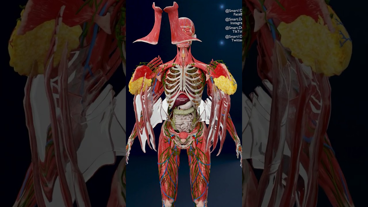 Full Body Anatomy: Muscular & Internal Organs 💓