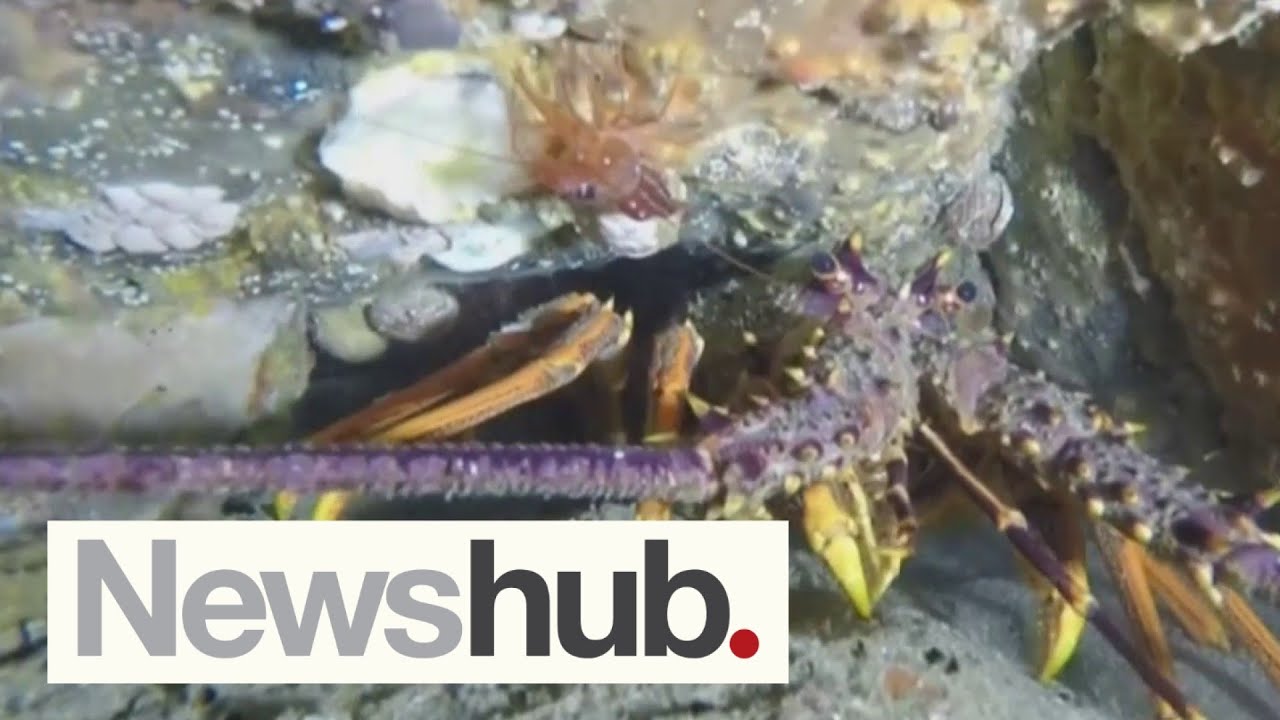 Alarm bells for Hauraki Gulf with grim new report warning of mass deaths of marine life | Newshub