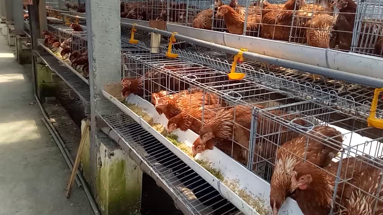 ayam petelur j'ger farm dengan pakan alternatif Azolla
