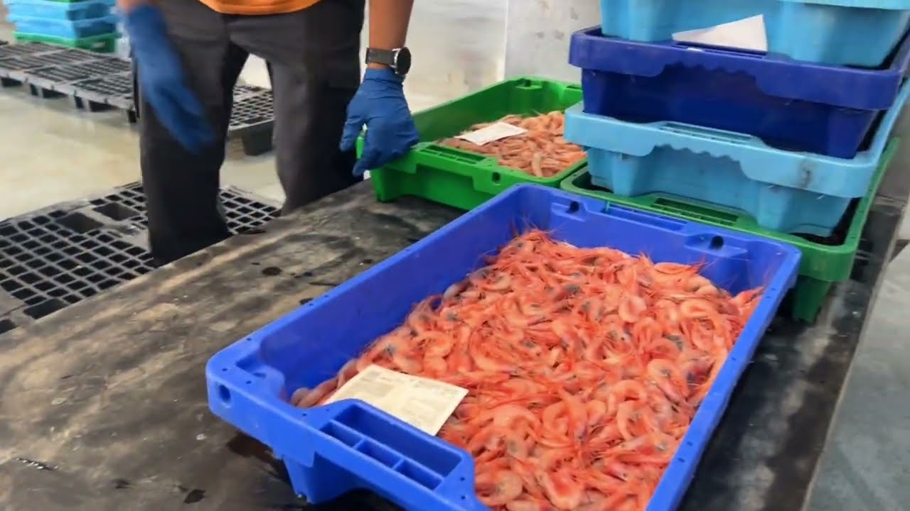 Alistado o Gamba Roja de Isla Cristina