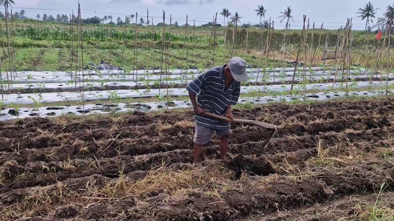 FARMER’S SECRET:LOOSENING AND PREPARING CORN ROWS IN PADDY FIELDS USING TRADITIONAL HOE-farming tips