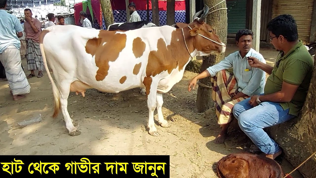 বি-বাড়িয়া জেলার বিখ্যাত বাইশমৌজা গরুর হাট থেকে গাভীর দাম জানুন cow price । gabir dam janun