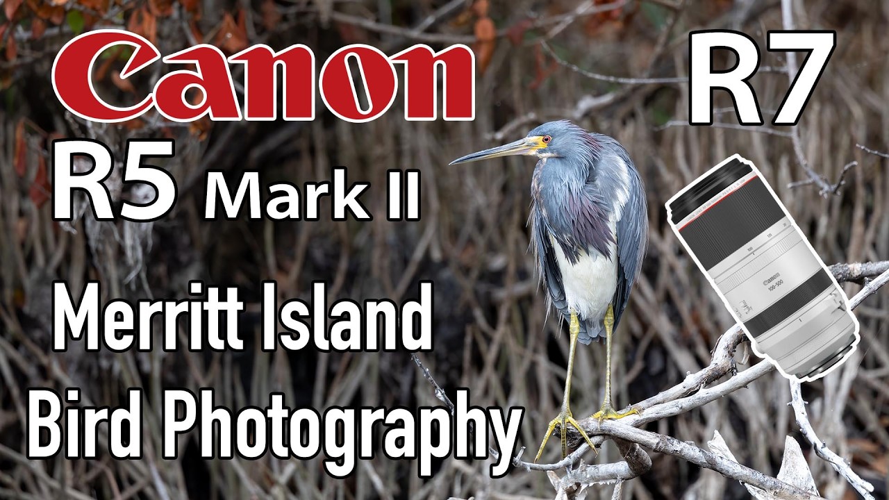 Canon R5 Mark II & R7 Bird Photography with 100-500 Lens on Blackpoint Wildlife Drive & Biolab Road
