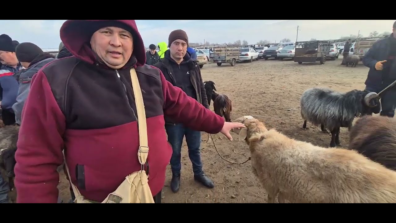 АБАЙ_ЭМКАДУС КУЙ БАЗОР НАРХЛАР 93_998_00_11 