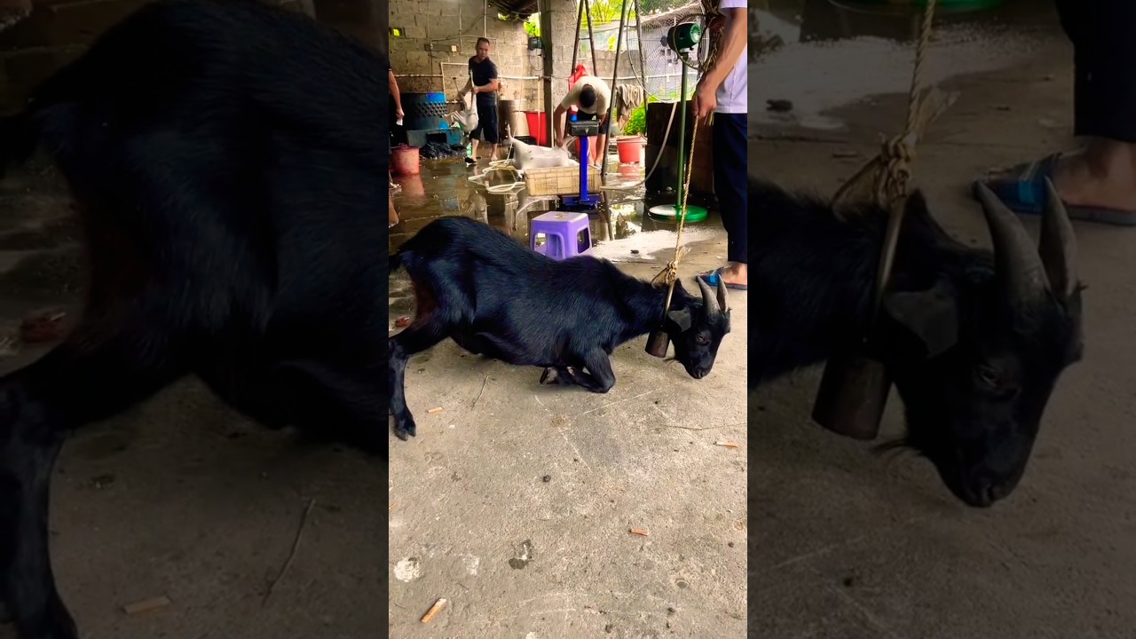 Insane goat cutting 😯😮😥😥 #trending #ytshorts #youtubeshorts #viral #shortvideo #trendingshorts
