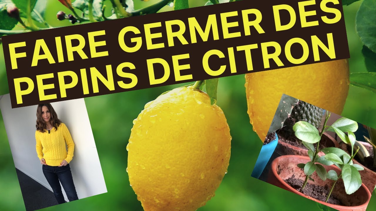 FAIRE GERMER DES P&Eacute;PINS DE CITRON