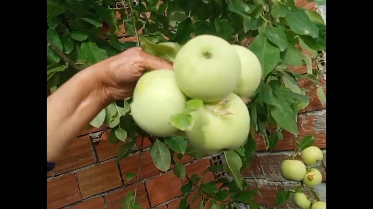 koy hayatı sarımsak tarafından bir msj var