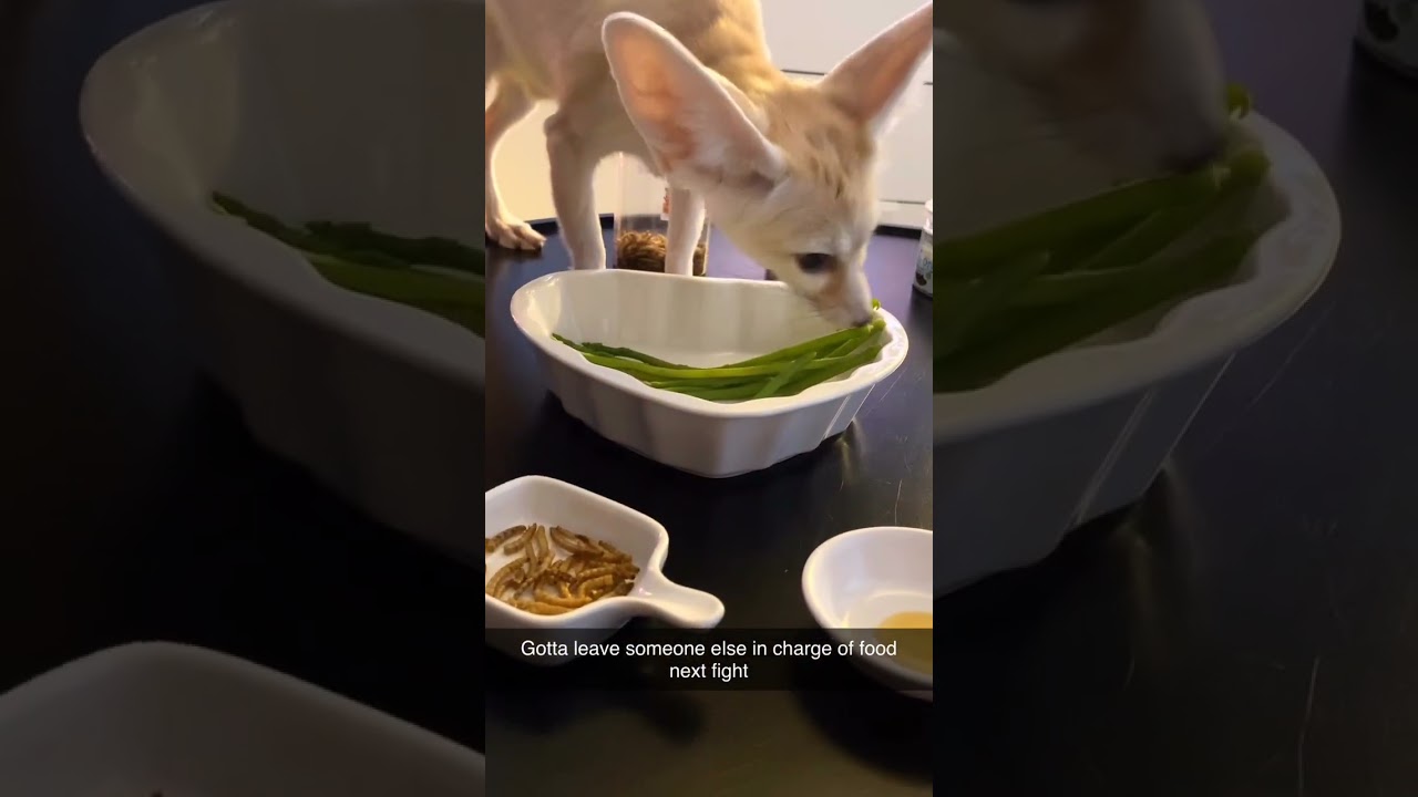 Tyson/Jake Paul/ Fennec Fox