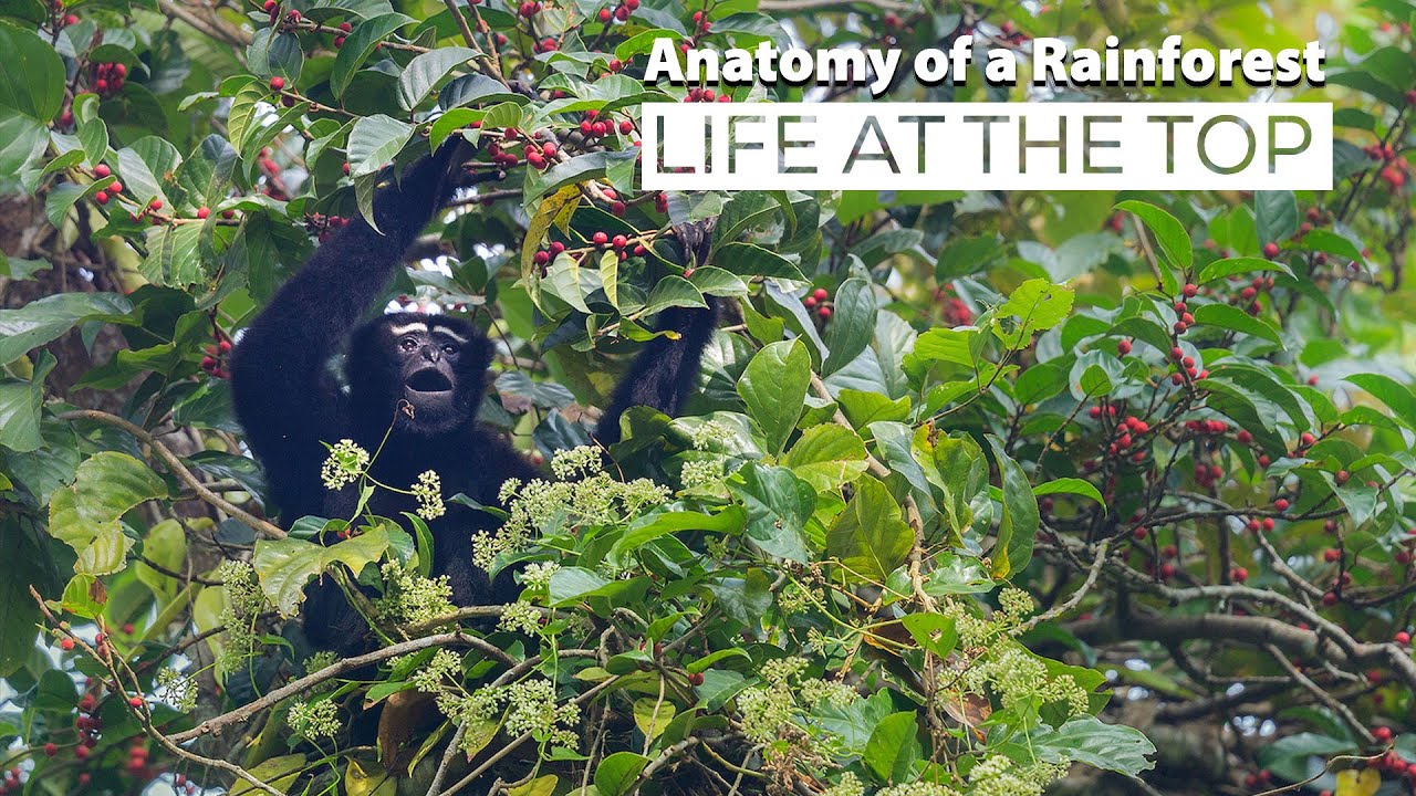 Anatomy of a Rainforest: Life at the Top | Wildlife Exploration |@RoundglassSustain